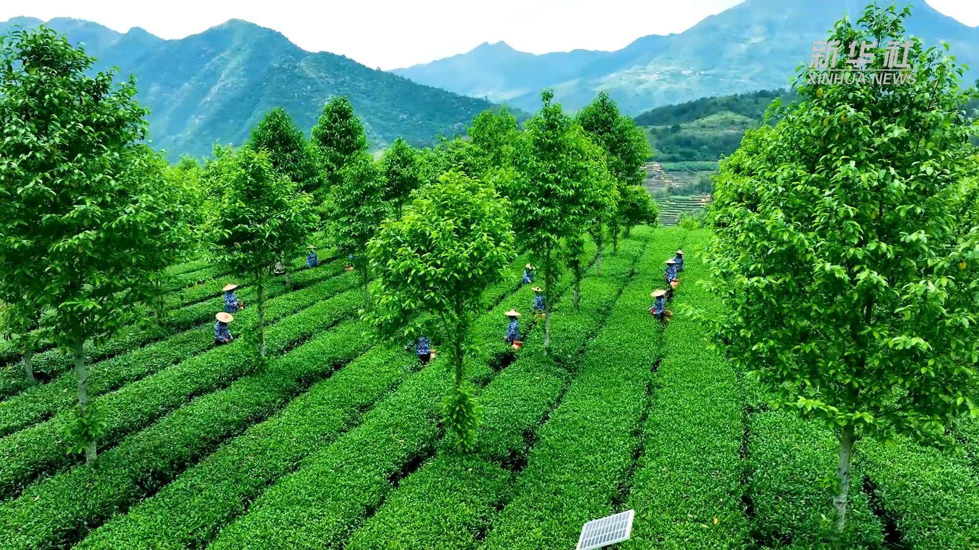 铁观音茶叶：香气的密码