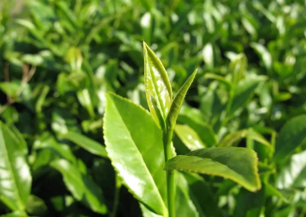 感受铁观音茶叶：大自然的馈赠