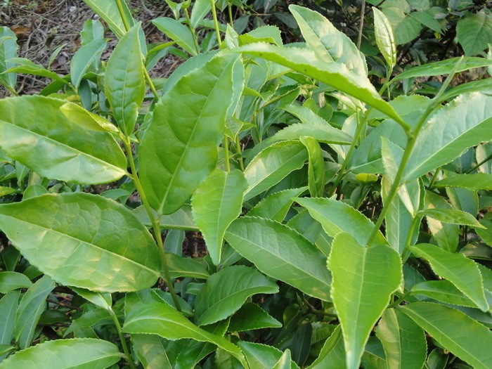 探索铁观音茶叶：历史与传承