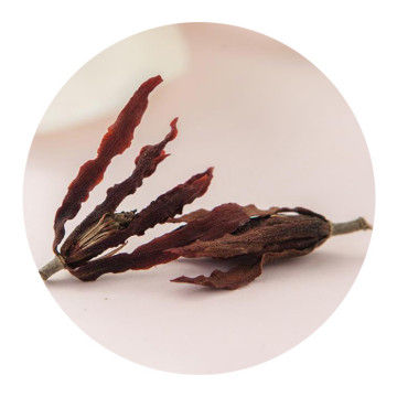 玉兰花茶.jpg